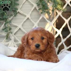 Archie, Mini Goldendoodle Puppy